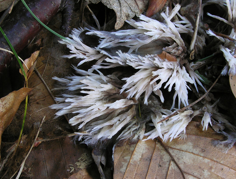 Thelephora penicillata